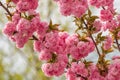 Ornamental Cherry Blossoms