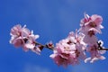 Spring blue background. Pink ornamental flowers