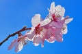 Spring blue background. Pink ornamental flowers