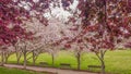 Ornamental Cherry and Crabapple Trees Blooming Royalty Free Stock Photo