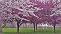 Ornamental Cherry and Crabapple Trees Blooming Royalty Free Stock Photo