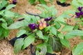 Ornamental Chili - Bolivian Rainbow Chili