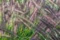 Pennisetum Alopecuroides Red Head, photographed in early autumn with a macro lens at RHS Wisley, Surrey UK. Royalty Free Stock Photo