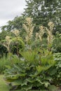 Ornamental Chinese rhubarb Rheum palmatum, flowering plant in garden