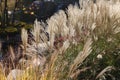Close up of stalks of Ornamental Chinese Silver Grass