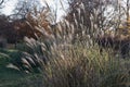 Ornamental chinese silver grass are swaying in sunlight