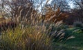 Ornamental chinese silver grass are swaying in sunlight
