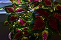 Ornamental Coleus House Plant in Home at Canyon, Texas.