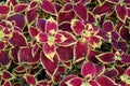 The ornamental coleus plant is used for the original design of street flower beds