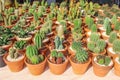 Ornamental colorful cactus flowers in small pot group nature patterns on background Royalty Free Stock Photo