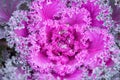 Ornamental coloured purplecabbage covered with dew drops or rain. Abstract floral background. Selective focus. Royalty Free Stock Photo