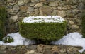 Ornamental coniferous tree covered with snow Royalty Free Stock Photo