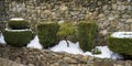 Ornamental coniferous tree covered with snow Royalty Free Stock Photo