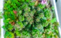 Ornamental Coral Cactus (Euphorbia Lactea Cristata) Round Shape Stacked Royalty Free Stock Photo