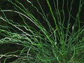 Juncus Effusus Spiralis Or Corkscrew Rush Royalty Free Stock Photo