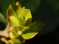 Ornamental crab apple Plant or just crabapple as it is calone of these for a lavish pop of white, pink, or red flowers each spring Royalty Free Stock Photo