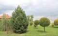 Ornamental crack willow or brittle willow trimmed. Landscaping