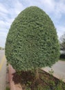 An ornamental cypress in road separator