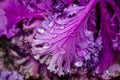 Ornamental decorative purple cabbage covered with dew drops or rain. Abstract floral background Royalty Free Stock Photo