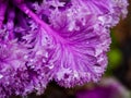 Ornamental decorative purple cabbage covered with dew drops or rain. Abstract floral background Royalty Free Stock Photo