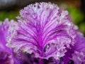 Ornamental decorative purple cabbage covered with dew drops or rain. Abstract floral background Royalty Free Stock Photo