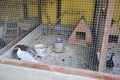 Ornamental and domestic birds breeding such as silver pheasant, asian pheasant male and female in a cage, aviary, bird house