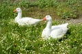 Ornamental ducks are made of ceramic on the lawn Royalty Free Stock Photo