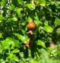 Ornamental Dwarf Pomegranate (Punica granatum) Tree Shrub with Fruit