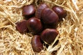 Ornamental and eatable sweet chestnuts