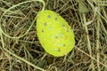 decorative egg on a background of dried grass close-up