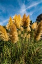 Ornamental feathery grass flower heads against a summer sky.