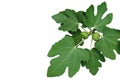 Ornamental figs tree branch with green leaves and young figs fruits isolated on white background, clipping path included.