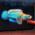 Ornamental fish channa pulchra short body