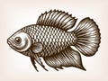 ornamental fish with fins engraving sketch vector Royalty Free Stock Photo