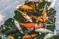 Ornamental fish in pond in China