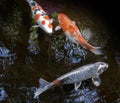 Ornamental fishes swimming in a pond