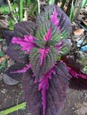 Ornamental flame miana plant with pink or maroon color in the garden during the day close up