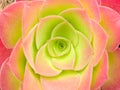 Succulent symmetrical center decorative plant abstract detail.