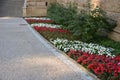 Flower annual flowerbed by the sidewalk formed by diagonal stripes red-white flowering planting of flowers drip pipe will make Royalty Free Stock Photo