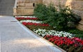 flower annual flowerbed by the sidewalk formed by diagonal stripes red-white flowering planting of flowers drip pipe will make Royalty Free Stock Photo
