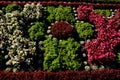 Ornamental flower bed in front of the castle on the ground floor. Planting annuals has the shape of a circle or strips bordered by Royalty Free Stock Photo