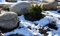 Ornamental flower bed with perennial pine and gray granite boulders, mulched bark and pebbles in an urban setting near the parking