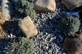 Ornamental flower bed with perennial pine and gray granite boulders, mulched bark and pebbles in an urban setting near the parking