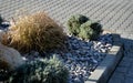 Ornamental flower bed with perennial pine and gray granite boulders, mulched bark and pebbles in an urban setting near the parking