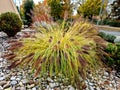 ornamental flower bed with perennial pine and gray granite boulders, Royalty Free Stock Photo