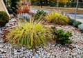 ornamental flower bed with perennial pine and gray granite boulders, Royalty Free Stock Photo