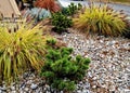 ornamental flower bed with perennial pine and gray granite boulders, Royalty Free Stock Photo