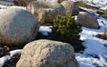 Ornamental flower bed with perennial pine and gray granite boulders, mulched bark and pebbles in an urban setting near the parking