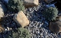 Ornamental flower bed with perennial pine and gray granite boulders, mulched bark and pebbles in an urban setting near the parking