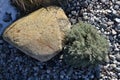 Ornamental flower bed with perennial pine and gray granite boulders, mulched bark and pebbles in an urban setting near the parking